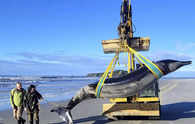 Possibly world’s rarest whale washes ashore in New Zealand, Offering unprecedented research opportunity