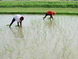 Govt aims to cover 25pc of kharif paddy area with climate-resilient seeds