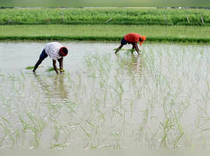 Farmers plant paddy saplings in a field in Gurugram