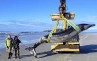 World's rarest whale washes up on New Zealand beach