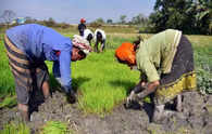 Indian farmers have a chance to make Rs 35,000 per hectare if they shift to...