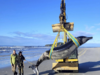 New Zealand: 'World's rarest whale' washes ashore