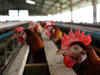 Government holds high-level meet on avian flu threat, experts call for enhanced surveillance