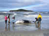 Is enigmatic carcass found in New Zealand spade-toothed whale? Know about world's rarest whale