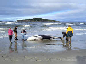 Is enigmatic carcass found in New Zealand spade-toothed whale?  Know about world's rarest whale