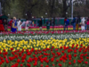 The costly bloom: Delhi's unlikely love affair with tulips