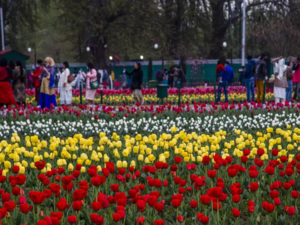 Delhi tulip mania