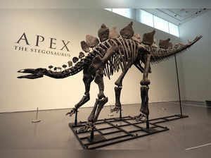 Stegosaurus skeleton 'Apex' sells for record $44.6 million. Why is it so expensive