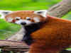 6 best places in India to spot adorable red pandas