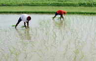 Farmers to get Rs 17,500/hectare for switching from paddy to other crops: Punjab Minister