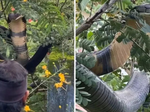 12-foot venomous cobra rescued from Karnataka house, released into the wild