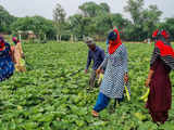 Maharashtra sees 1,267 farmer suicides since Jan this year; Amravati division worst hit