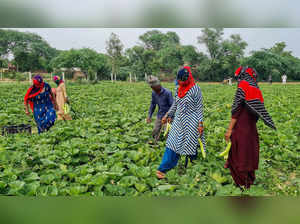 Bhiwani, Jul 18 (ANI): Farmers harvest Calabash (bottle gourd) from a field, at ...