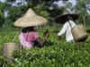 Tea industry seeks higher RoDTEP rates to make exports competitive