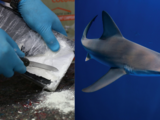 Cocaine sharks: Brazilian study shows marine predators 'high' on drug