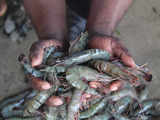 Budget 2024: FM announces plan to set up breeding centres for shrimp, cuts duty to improve exports 1 80:Image
