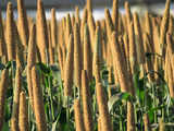 Growing gets tough: Silent on millets, has Budget 2024 stepped off the gas on an agri revolution?