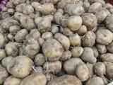 Bengal: Potato dispatches from cold storages surge by 35 per cent a day after traders withdraw strike