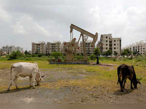 Cows graze next to an Oil and Natural Gas Corp's (ONGC) well in an oil field on the outskirts of Ahmedabad