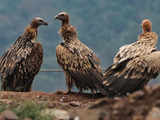Decline in Vulture population leading to health crisis in India, costing nearly $70 billion, 5 lakh deaths, study finds
