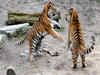 628 tigers died in India in past five years: Govt data