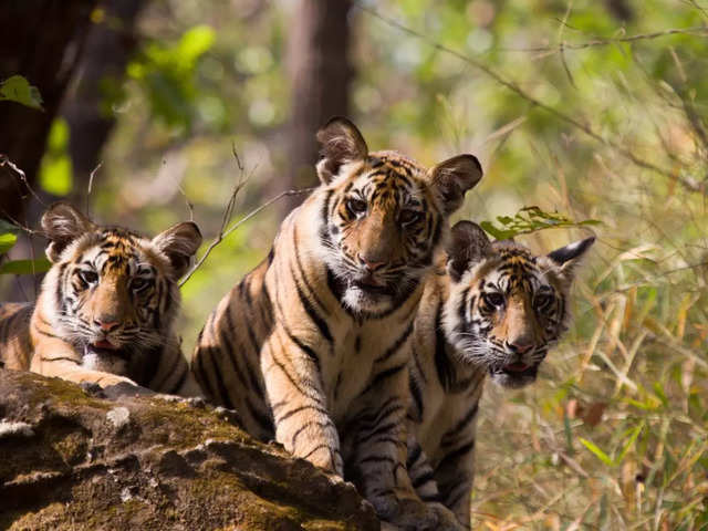 India's tiger population
