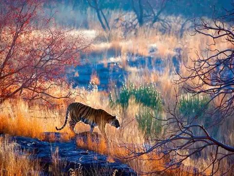 Humans killed in tiger attacks