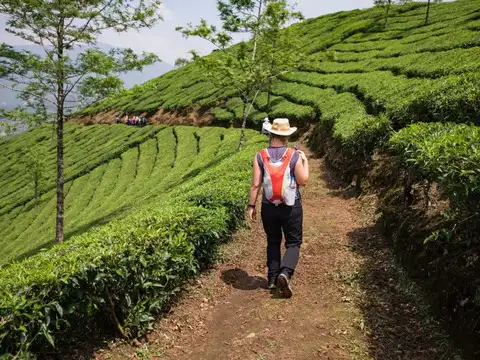 Munnar, Kerala