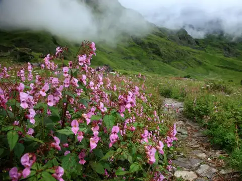 Valley of Flowers, Uttarakhand