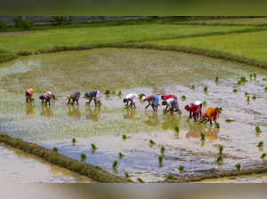 West Bengal agriculture