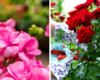 7 flowering plants to brighten your garden
