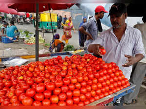 Tomato prices to cool down in the next 7-10 days.