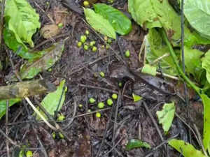 Incessant rain damages coffee, pepper crops in Karnataka; growers face heavy losses