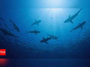 Sharks