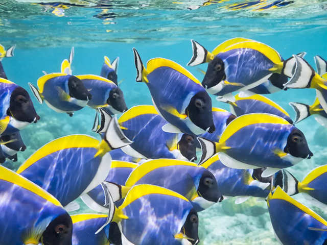 ​Blue Tang (Paracanthurus hepatus)​