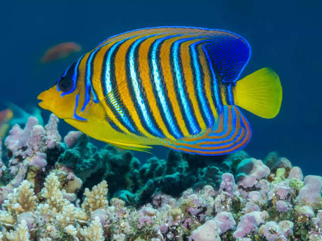 ?Regal Angelfish (Pygoplites diacanthus)?