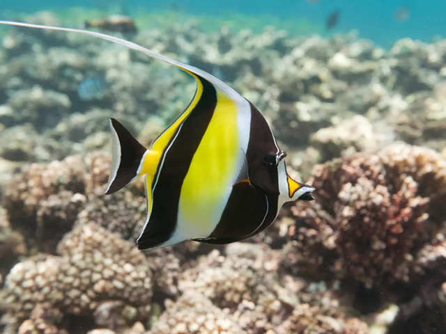 ?Moorish Idol (Zanclus cornutus)?