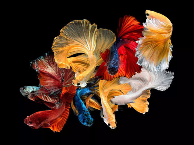 ​Betta Fish (Betta splendens)​