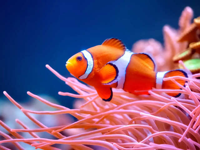 ​Clownfish (Amphiprioninae)​