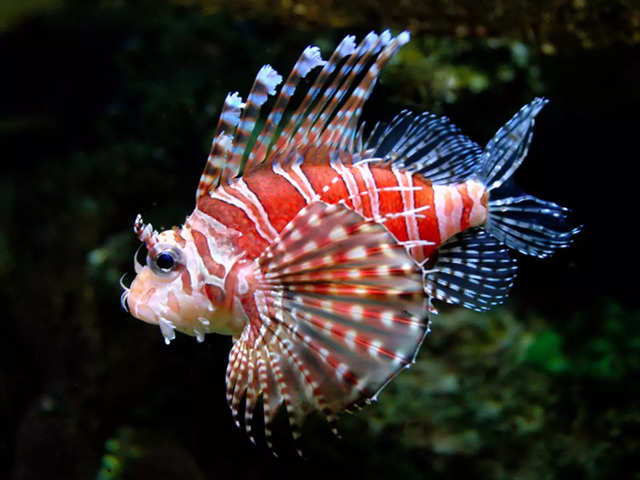 ?Lionfish (Pterois)?