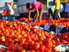 Weather disruption in Himachal Pradesh to make tomato prices red hot again