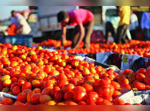 Weather Disruption in Himachal to Make Tomato Prices Red Hot Again