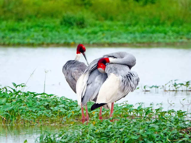 Bharatpur, Rajasthan