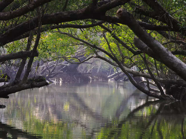 ​The Sundarbans: A natural defense​