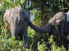 23 elephant deaths reported in Erode district in 2011