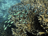 Great Barrier Reef waters were hottest in 400 years over the past decade, study finds