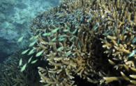 Great Barrier Reef waters were hottest in 400 years over the past decade, study finds