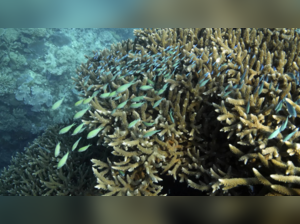 Great Barrier Reef serves as an economic resource for the region and protects against severe tropical storms (Photo credit: AP)