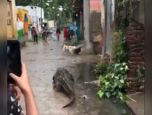 Crocodile takes a morning stroll in Bijnor