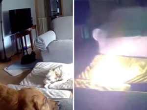 Watch this pet dog start a house fire after chewing on lithium-ion battery: Viral Video